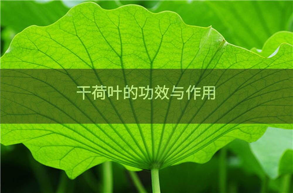 干荷叶的功效与作用