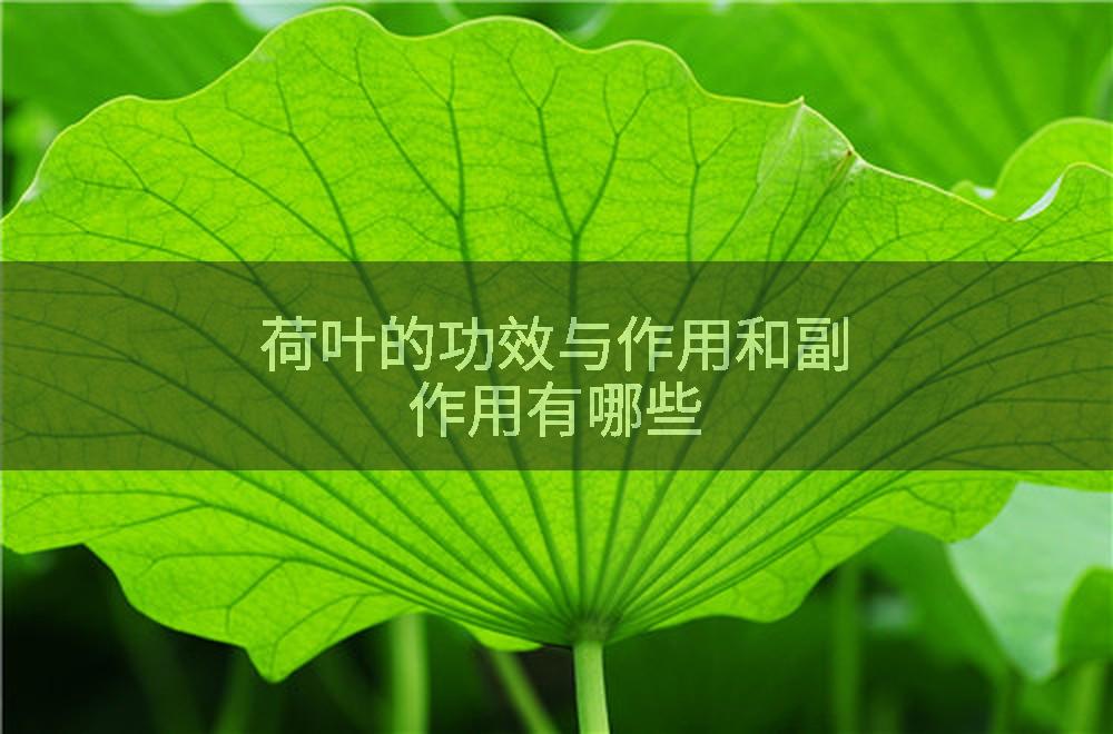 荷叶的功效与作用和副作用有哪些