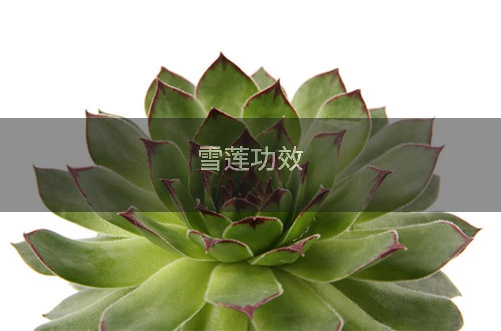 雪莲功效