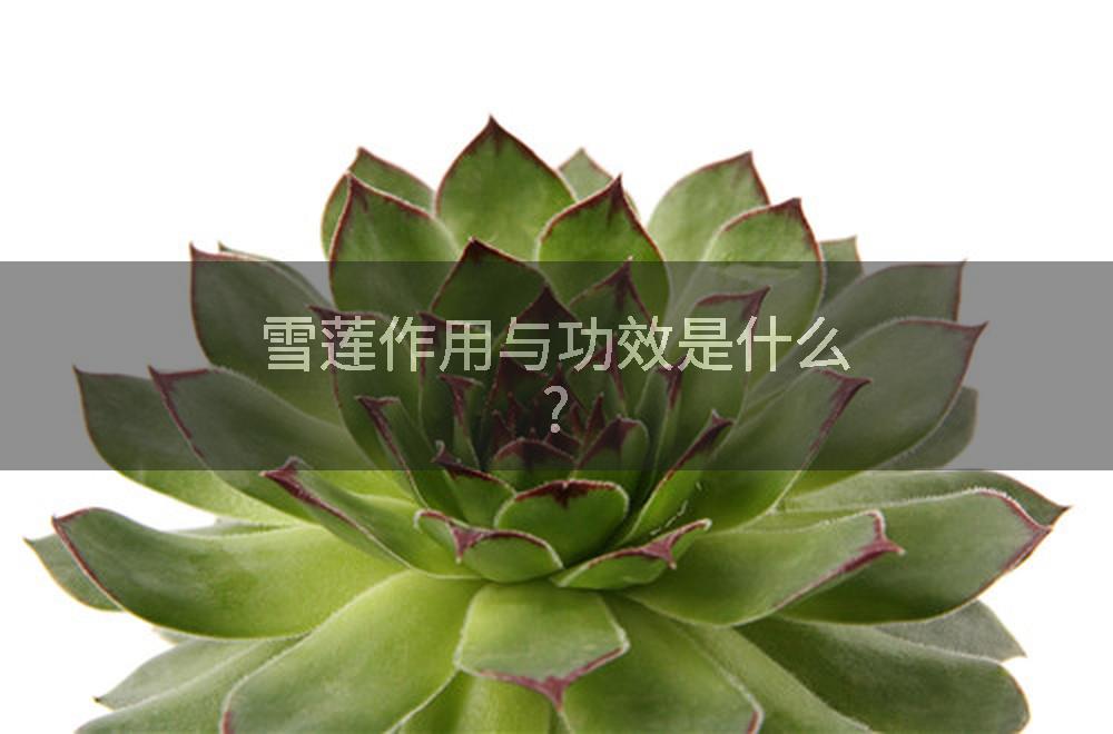 雪莲作用与功效是什么?