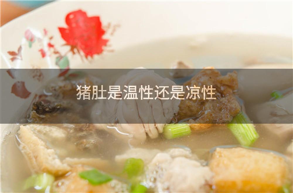 猪肚是温性还是凉性