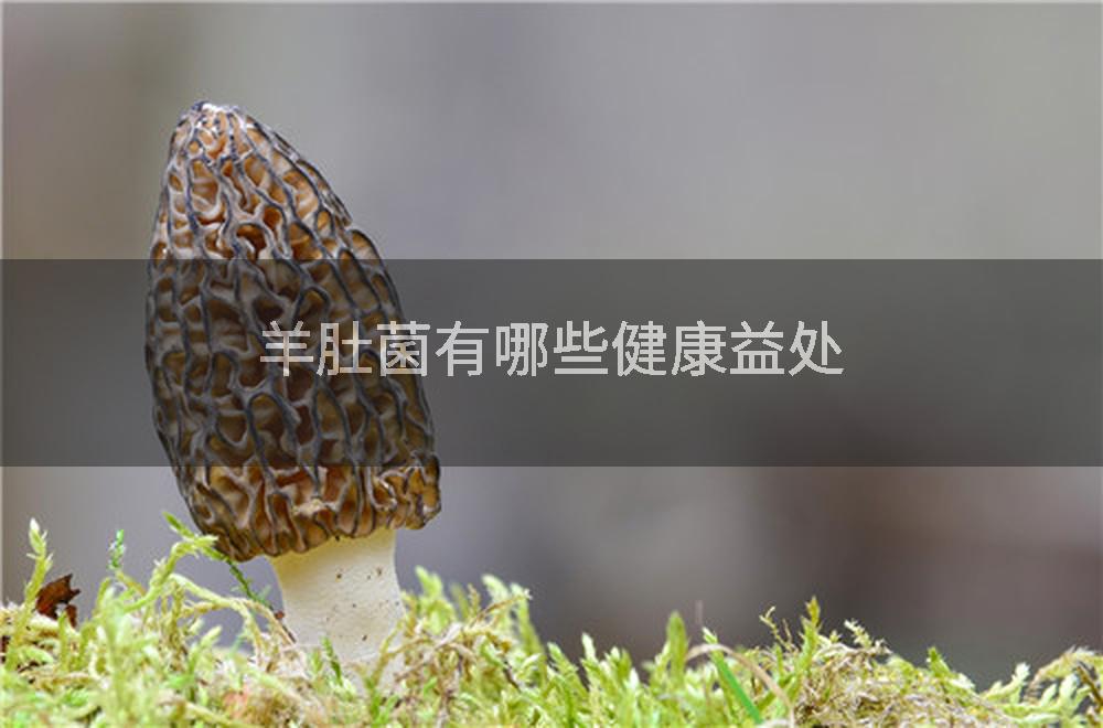羊肚菌有哪些健康益处