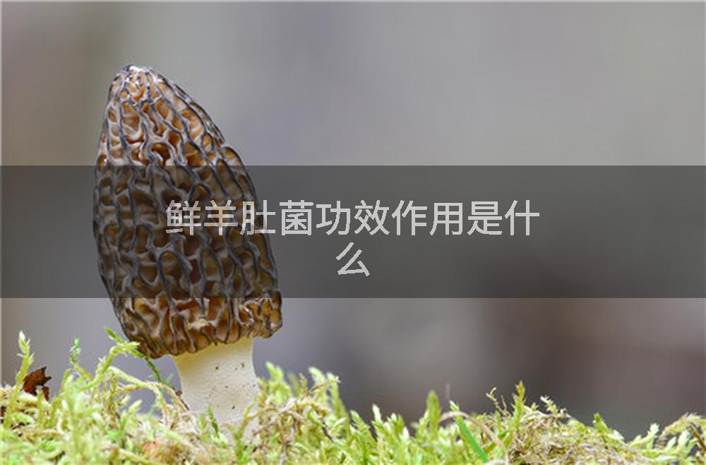 鲜羊肚菌功效作用是什么