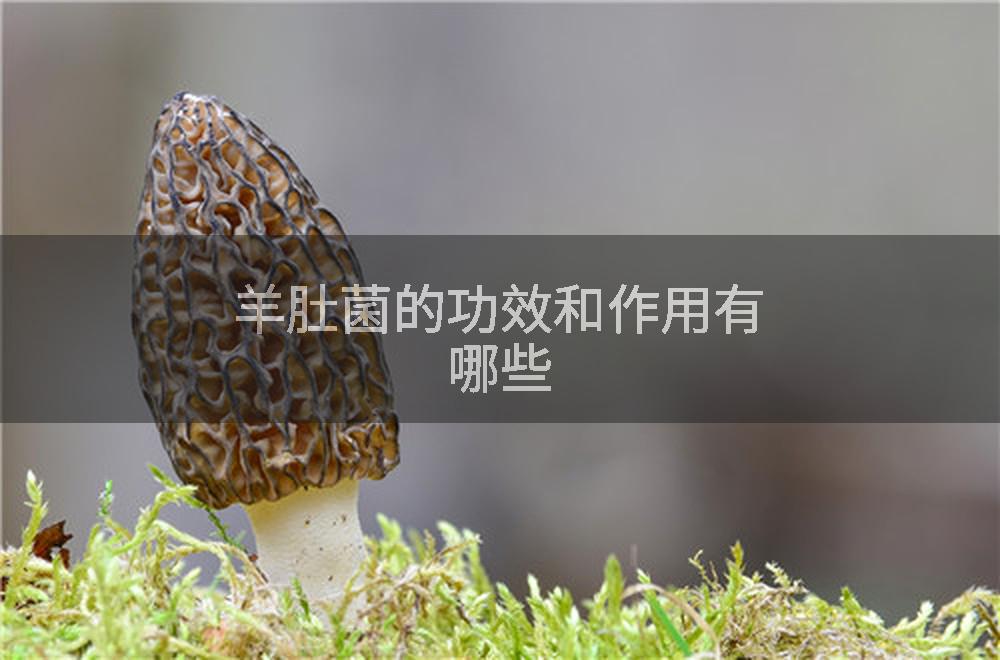 羊肚菌的功效和作用有哪些