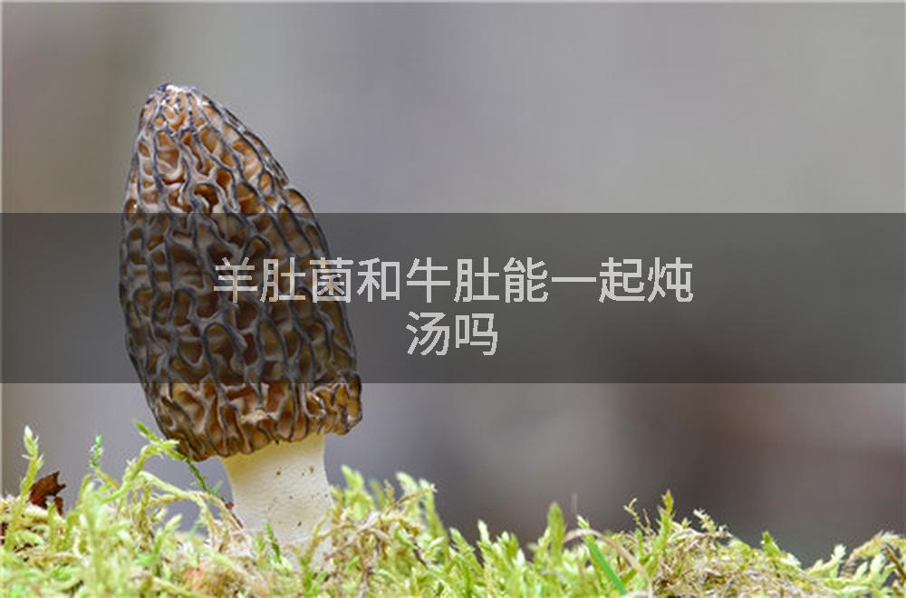 羊肚菌和牛肚能一起炖汤吗