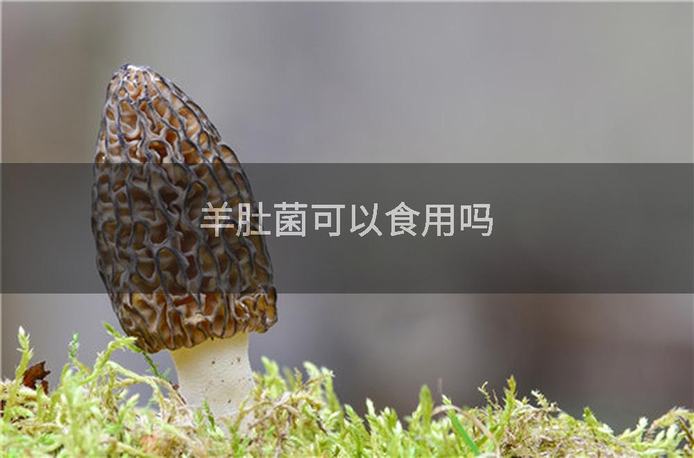 羊肚菌可以食用吗