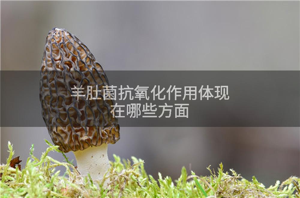 羊肚菌抗氧化作用体现在哪些方面