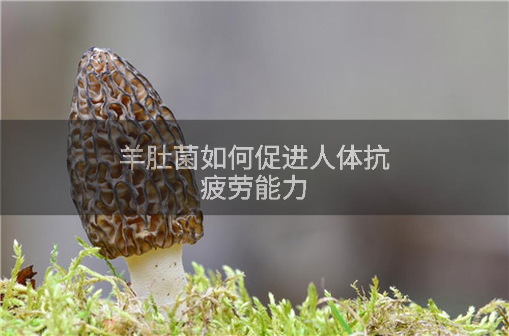 羊肚菌如何促进人体抗疲劳能力