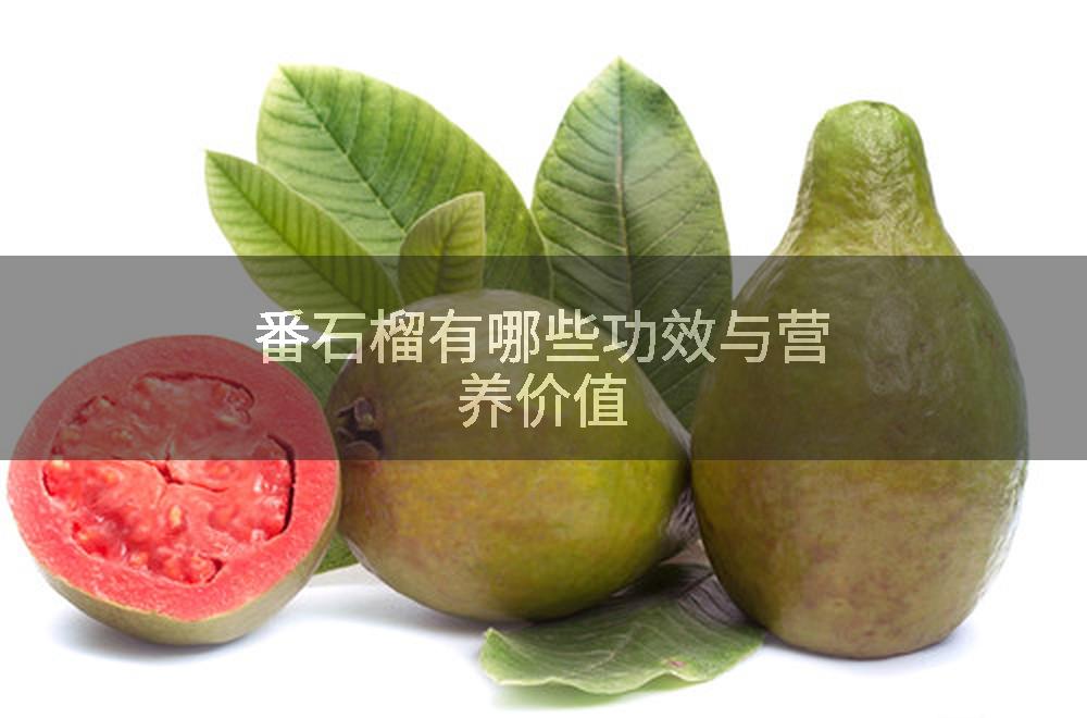 番石榴有哪些功效与营养价值