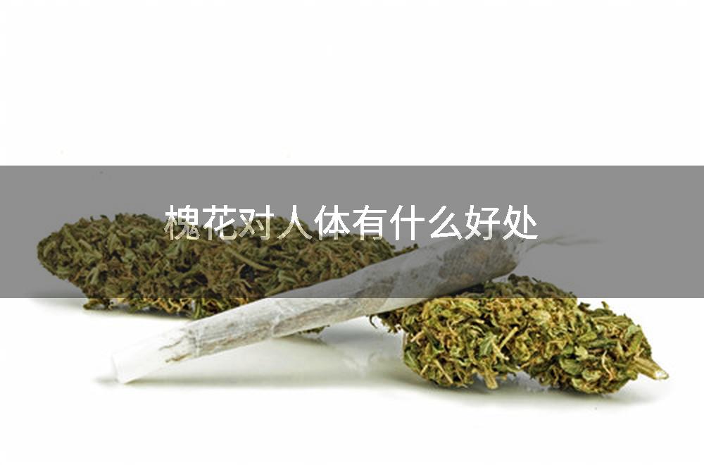 槐花对人体有什么好处