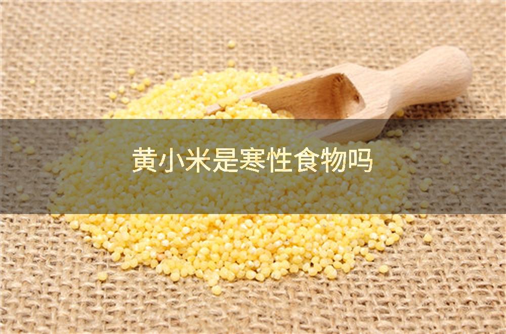 黄小米是寒性食物吗