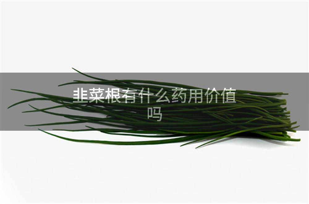 韭菜根有什么药用价值吗