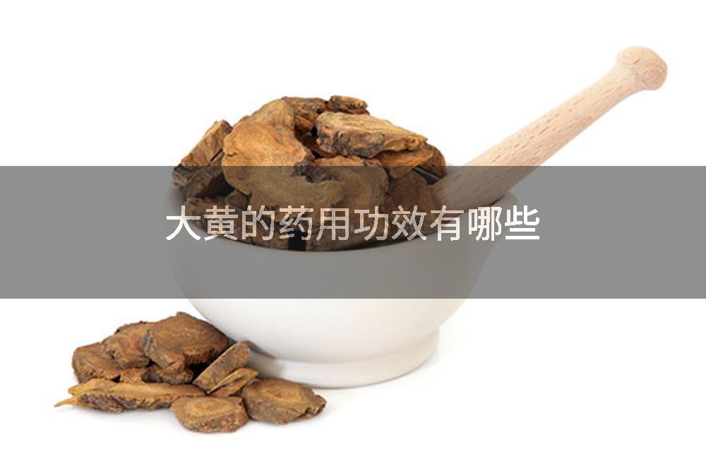 大黄的药用功效有哪些