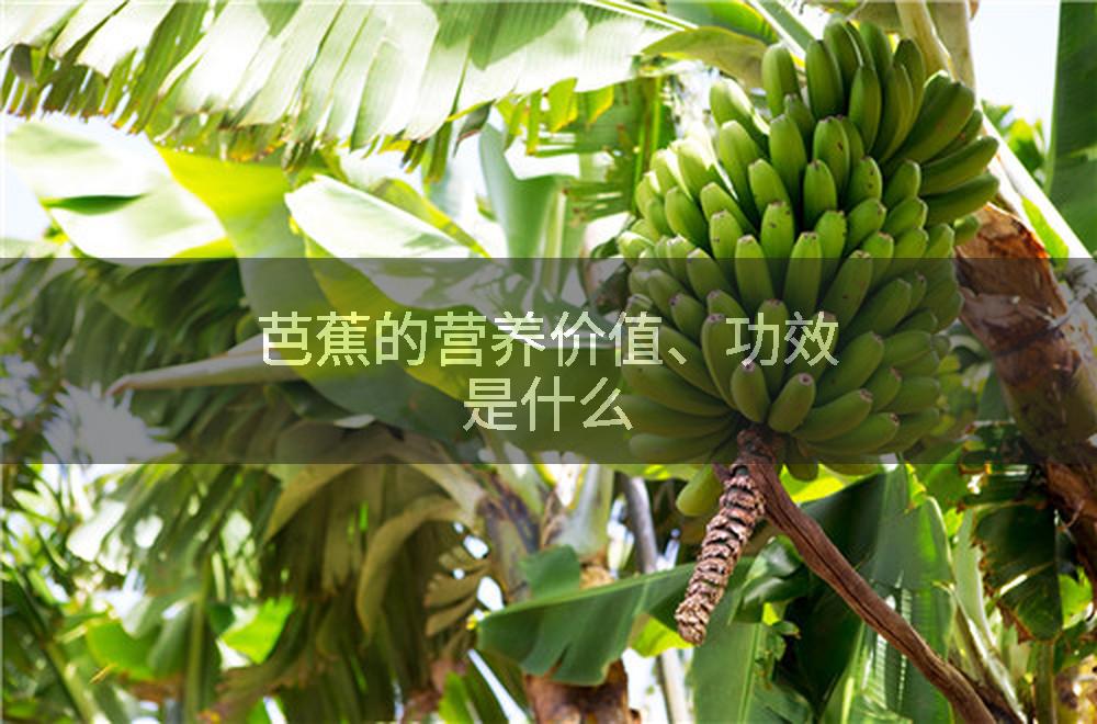 芭蕉的营养价值、功效是什么