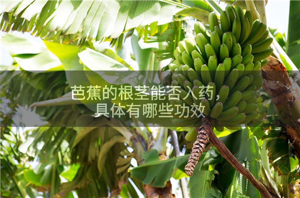 芭蕉的根茎能否入药，具体有哪些功效