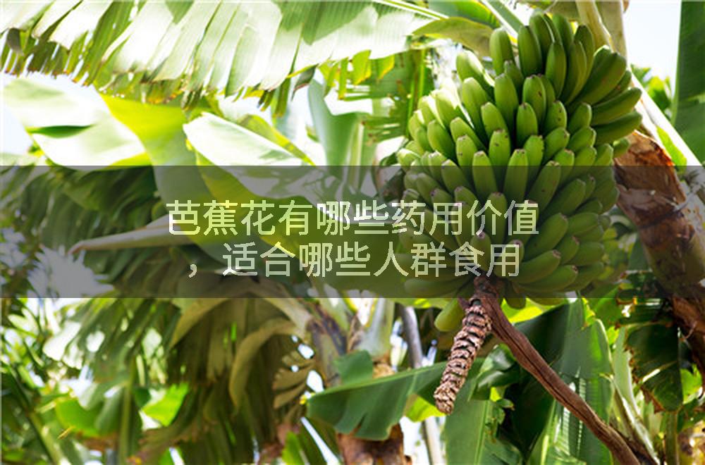 芭蕉花有哪些药用价值，适合哪些人群食用