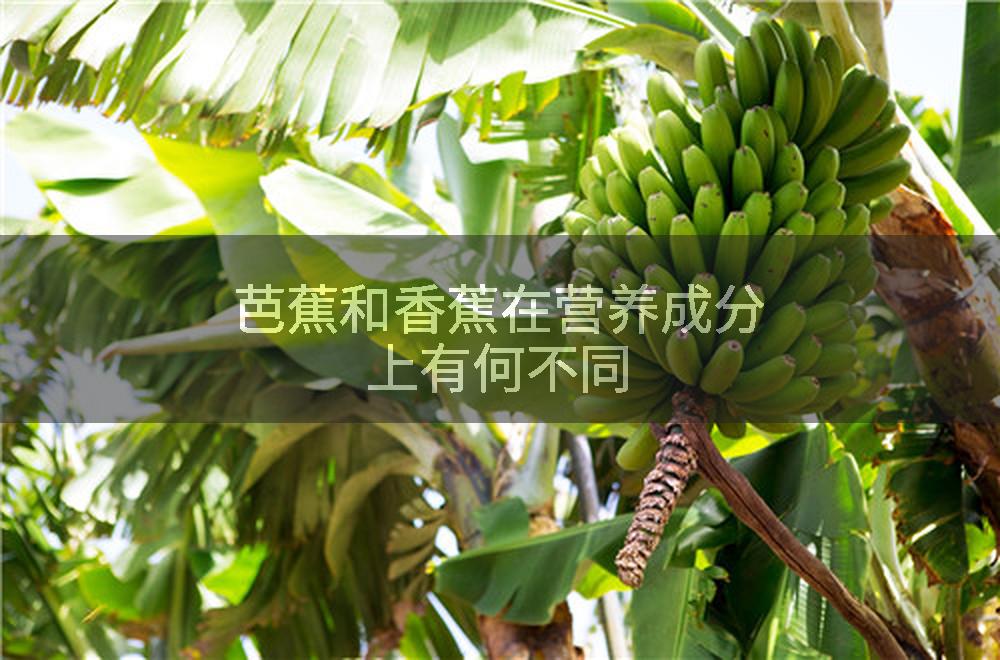 芭蕉和香蕉在营养成分上有何不同