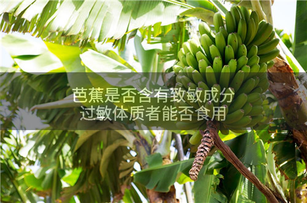 芭蕉是否含有致敏成分过敏体质者能否食用