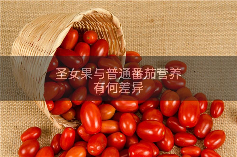 圣女果与普通番茄营养有何差异