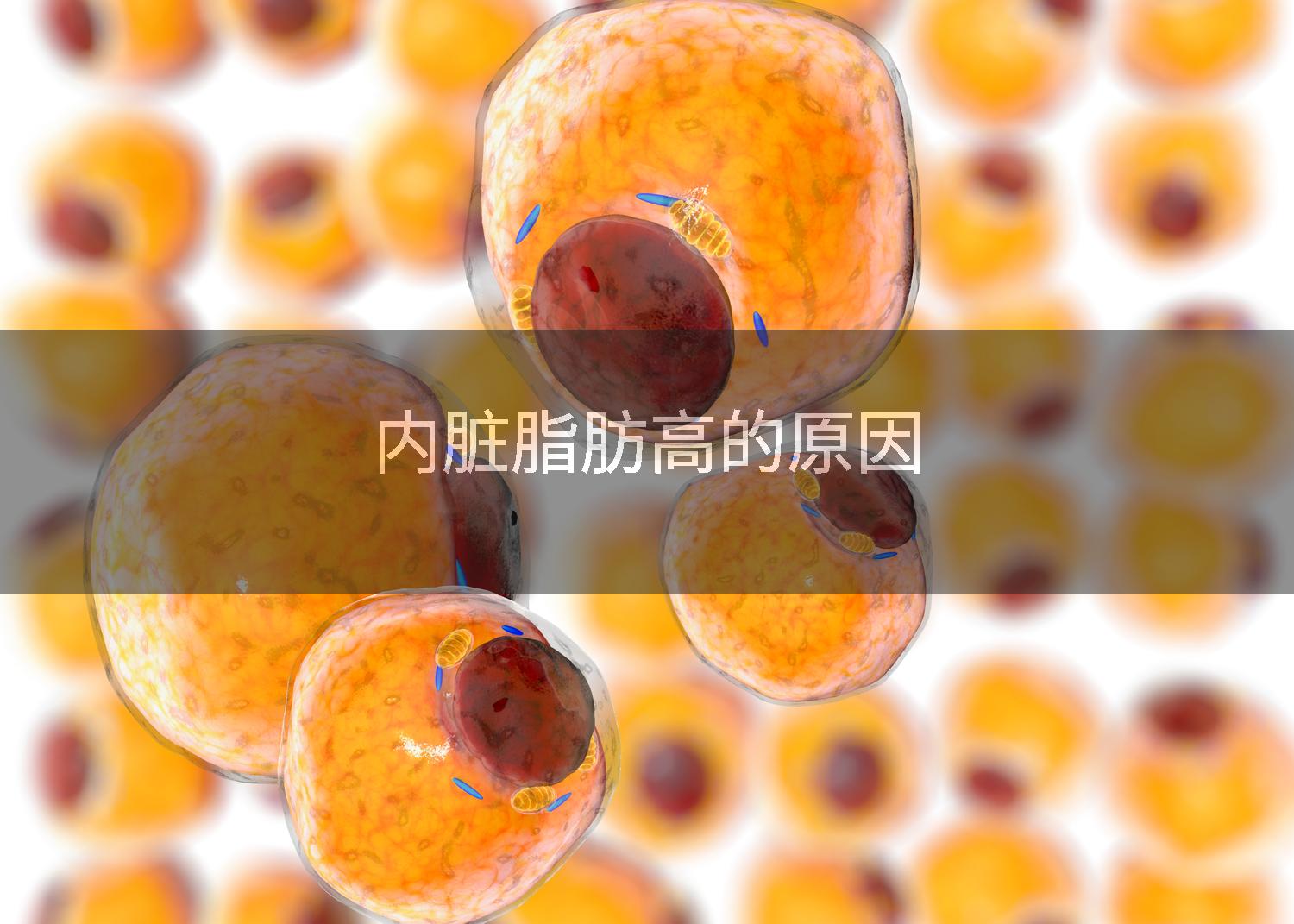 内脏脂肪高的原因