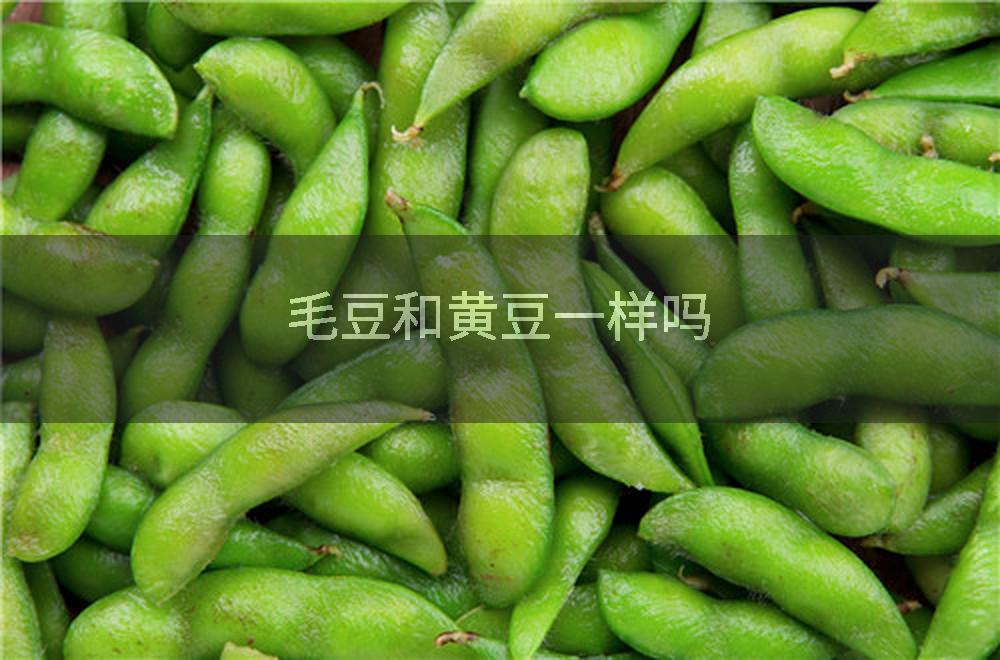 毛豆和黄豆一样吗