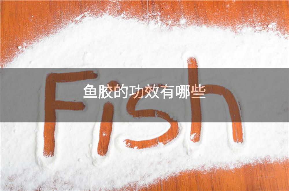 鱼胶的功效有哪些