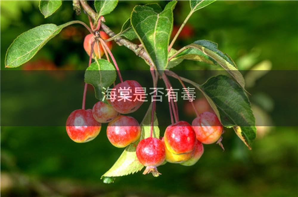 海棠是否有毒