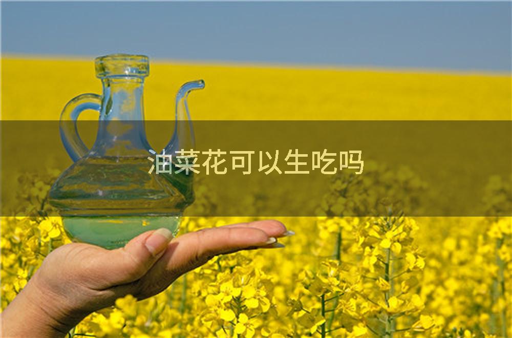 油菜花可以生吃吗