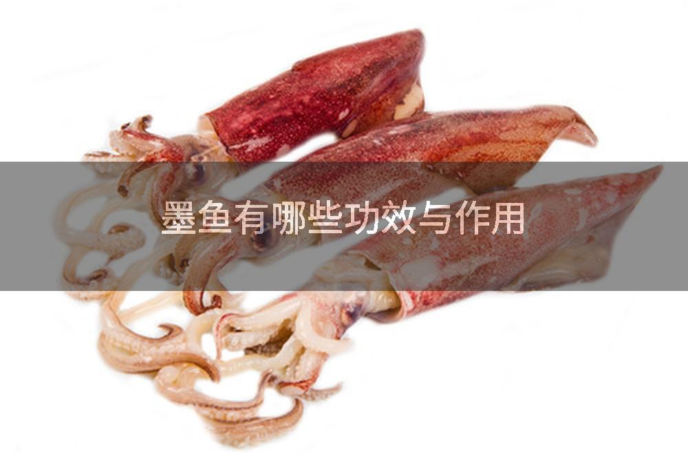 墨鱼有哪些功效与作用