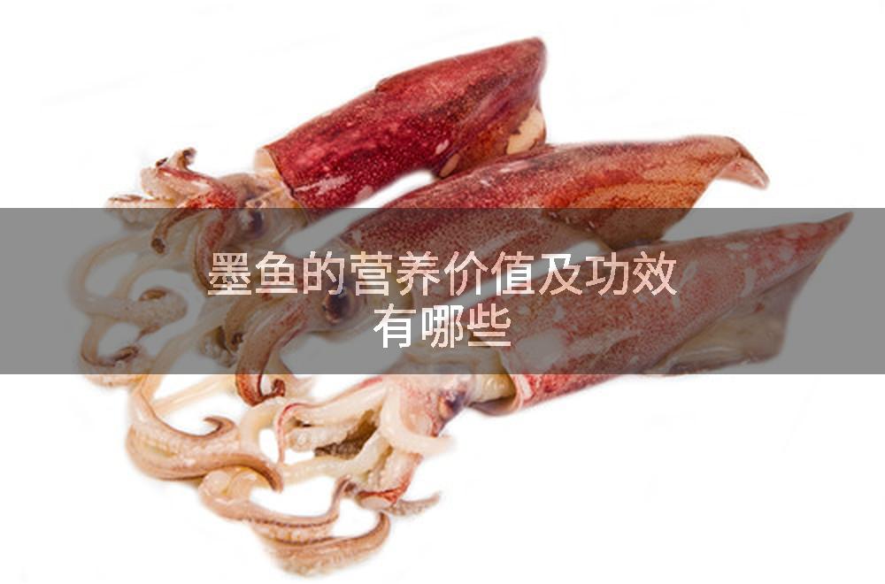 墨鱼的营养价值及功效有哪些