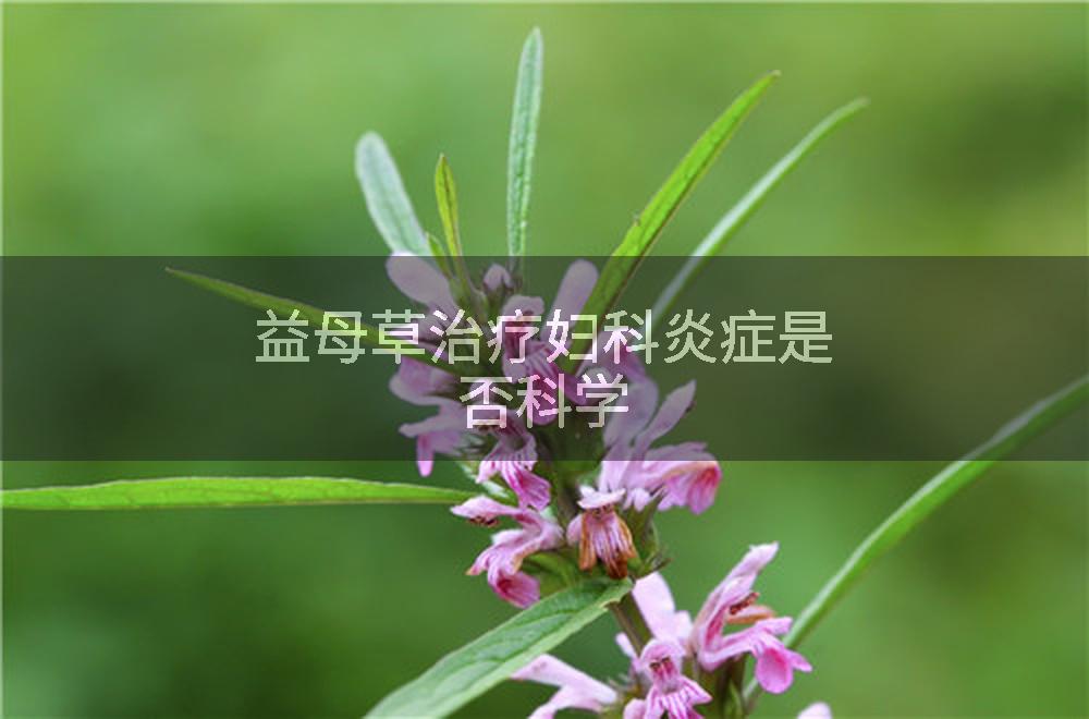 益母草治疗妇科炎症是否科学