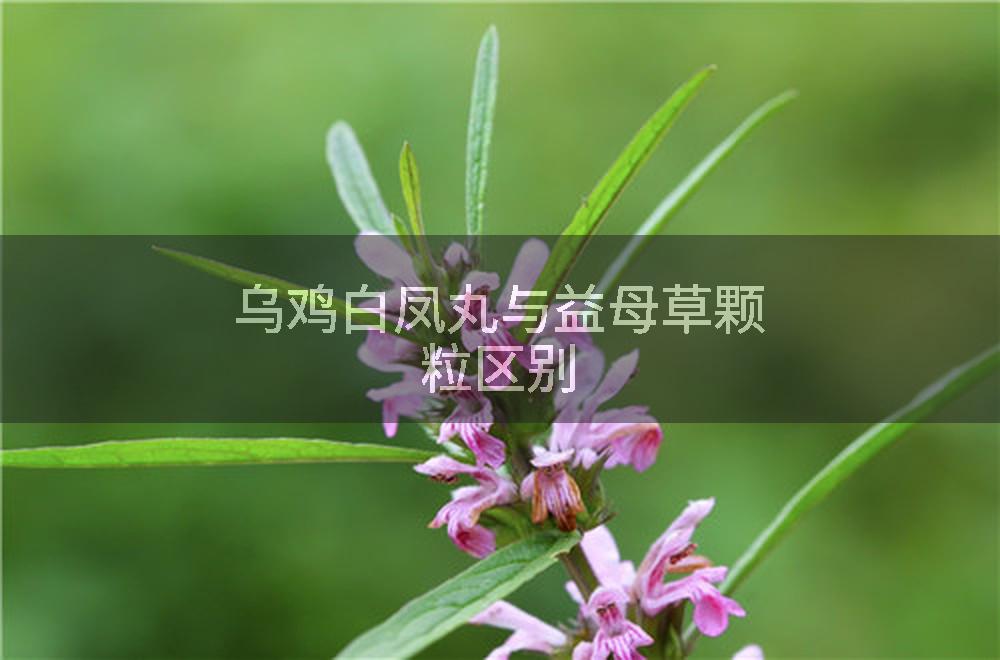 乌鸡白凤丸与益母草颗粒区别