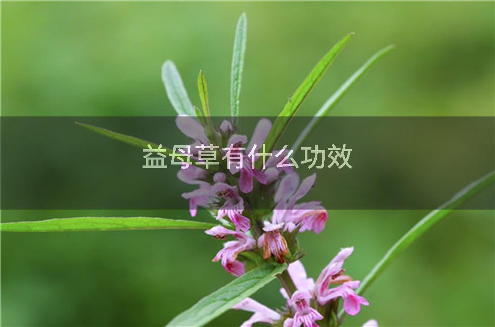 益母草有什么功效