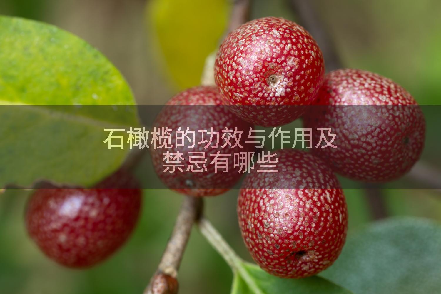 石橄榄的功效与作用及禁忌有哪些