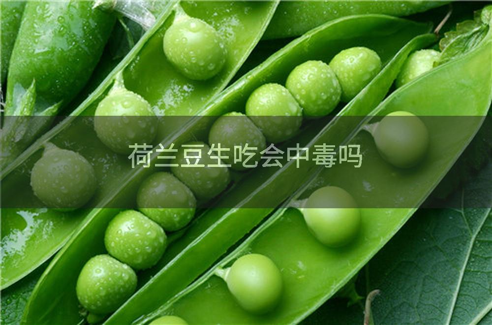 荷兰豆生吃会中毒吗