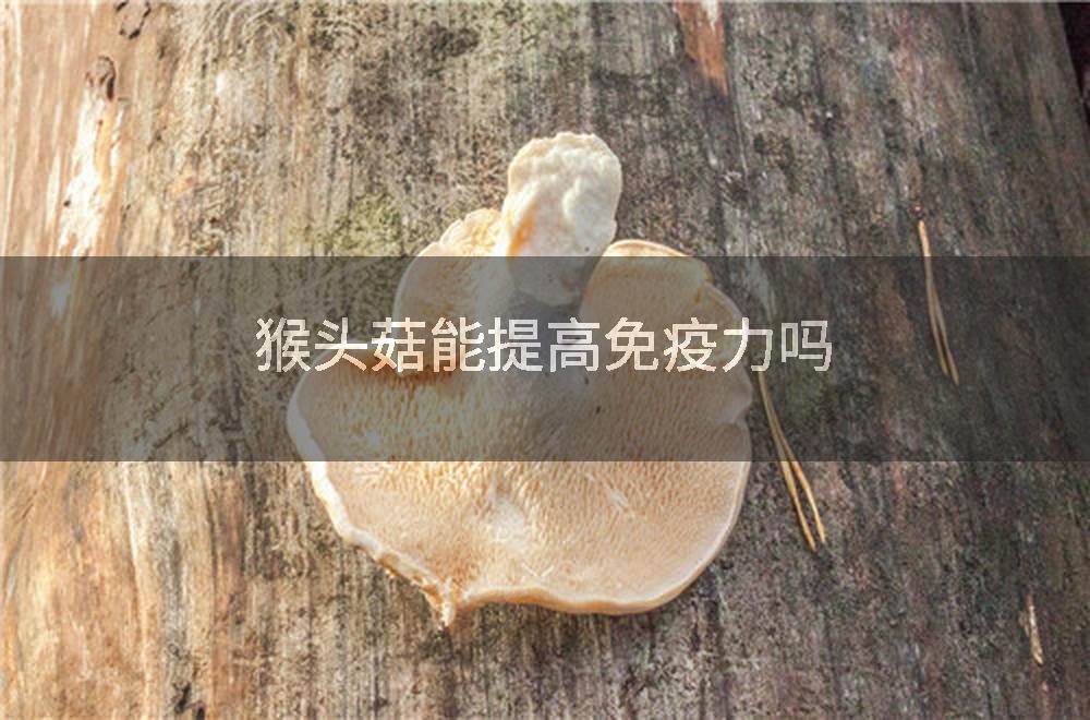 猴头菇能提高免疫力吗