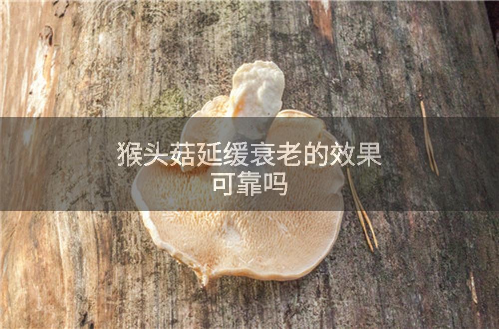 猴头菇延缓衰老的效果可靠吗
