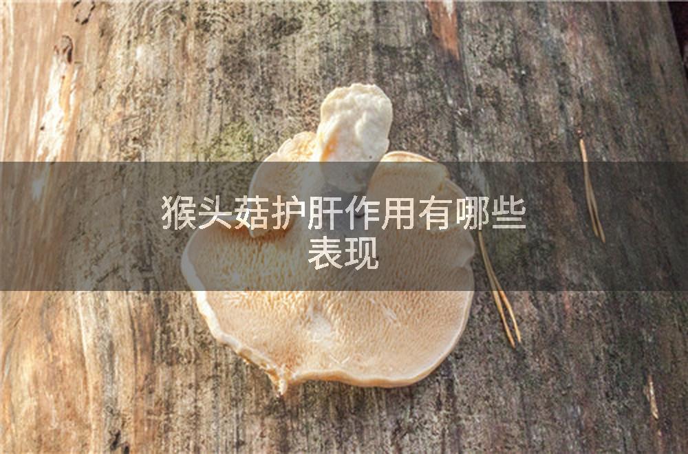 猴头菇护肝作用有哪些表现
