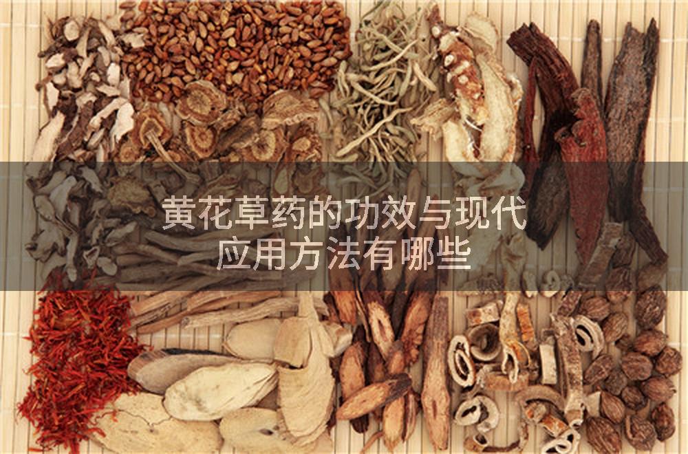 黄花草药的功效与现代应用方法有哪些