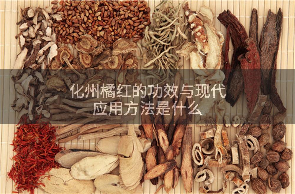 化州橘红的功效与现代应用方法是什么