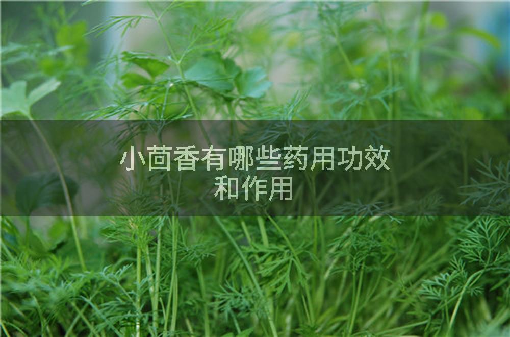 小茴香有哪些药用功效和作用