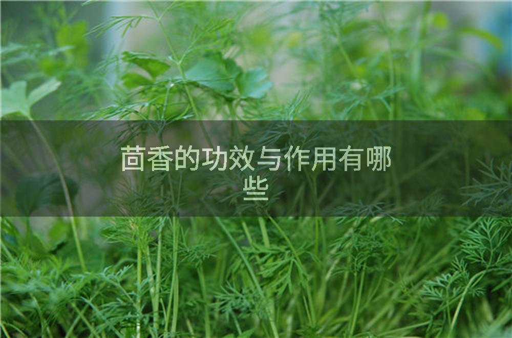 茴香的功效与作用有哪些