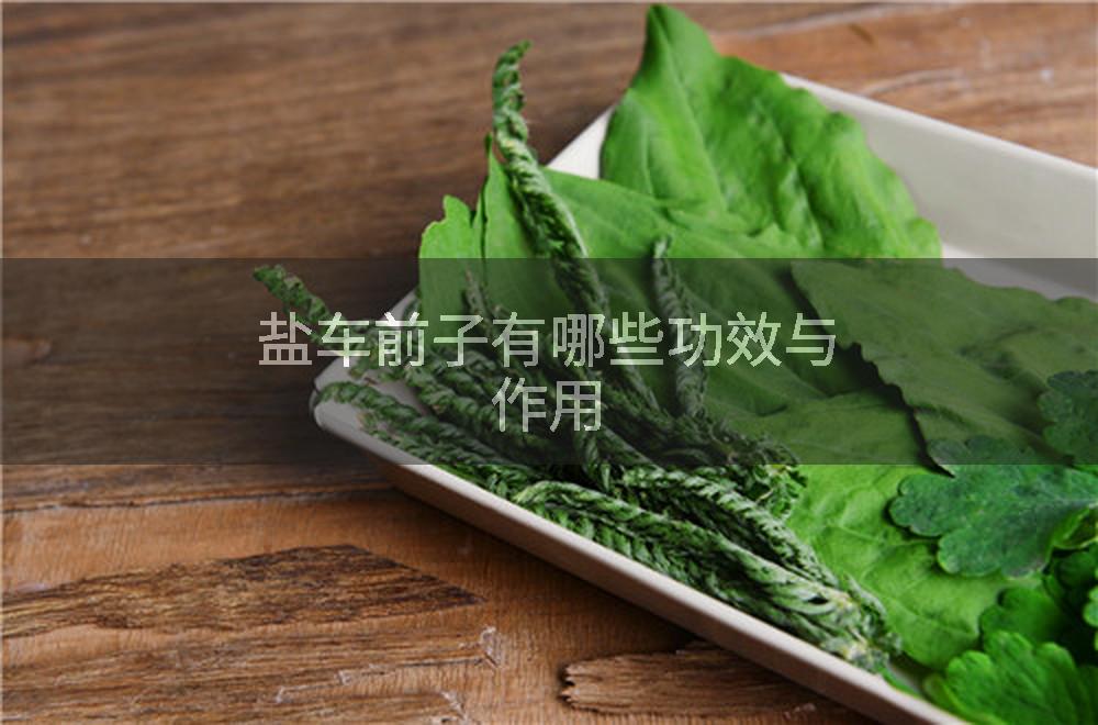 盐车前子有哪些功效与作用