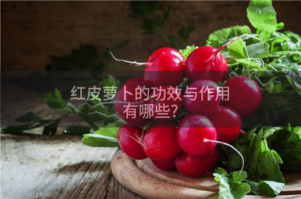 红皮萝卜的功效与作用有哪些?