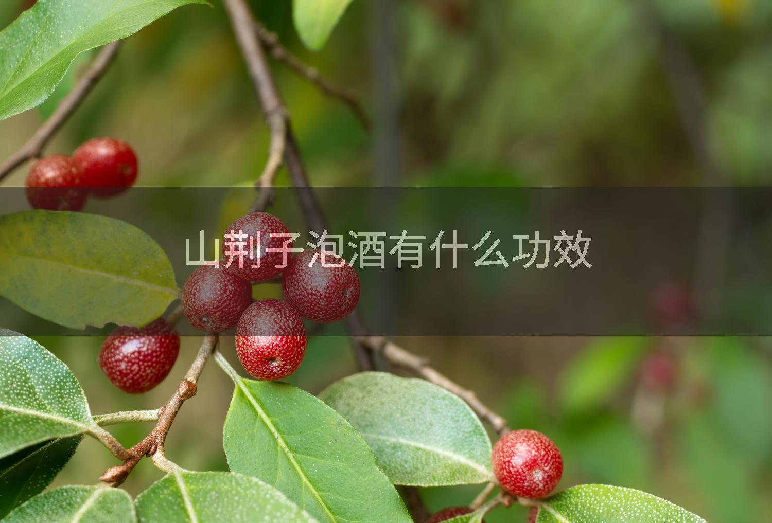 山荆子泡酒有什么功效