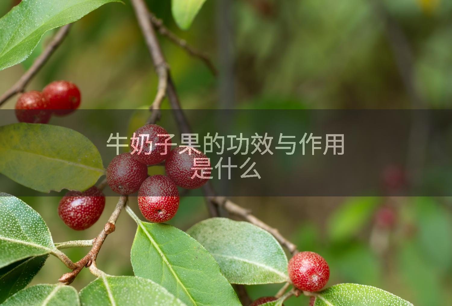 牛奶子果的功效与作用是什么