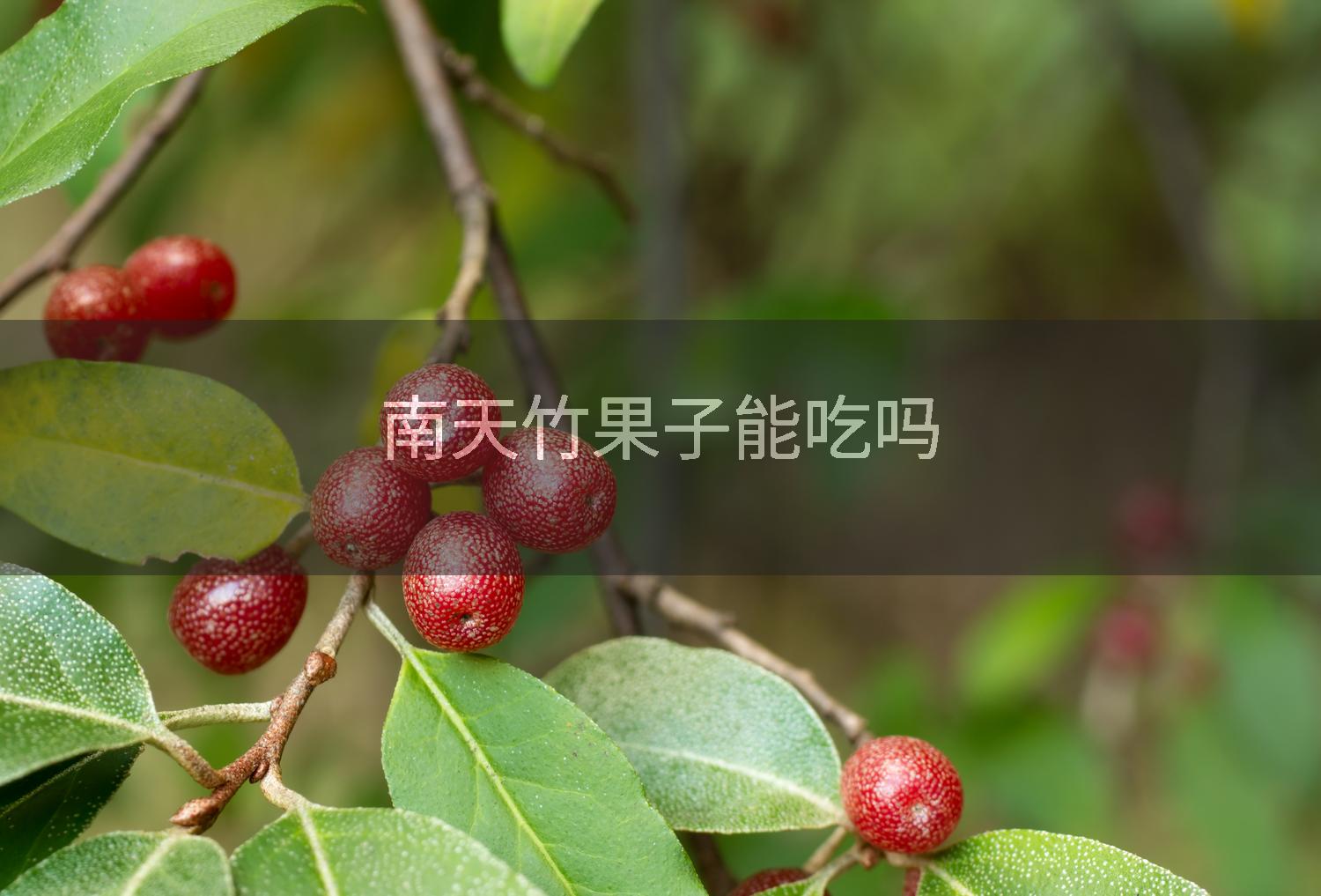 南天竹果子能吃吗