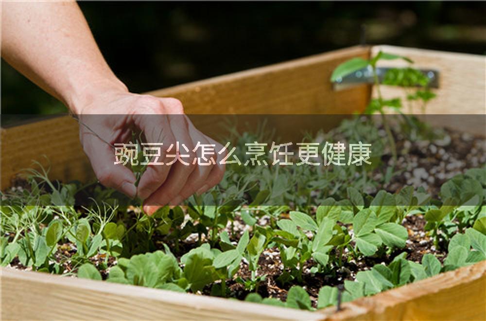 豌豆尖怎么烹饪更健康