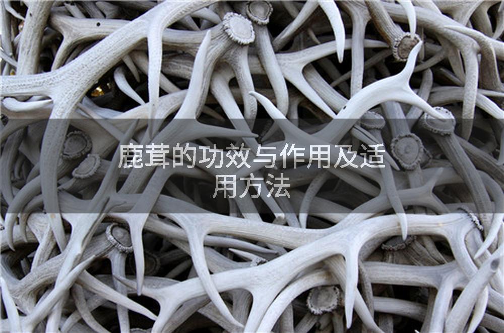 鹿茸的功效与作用及适用方法