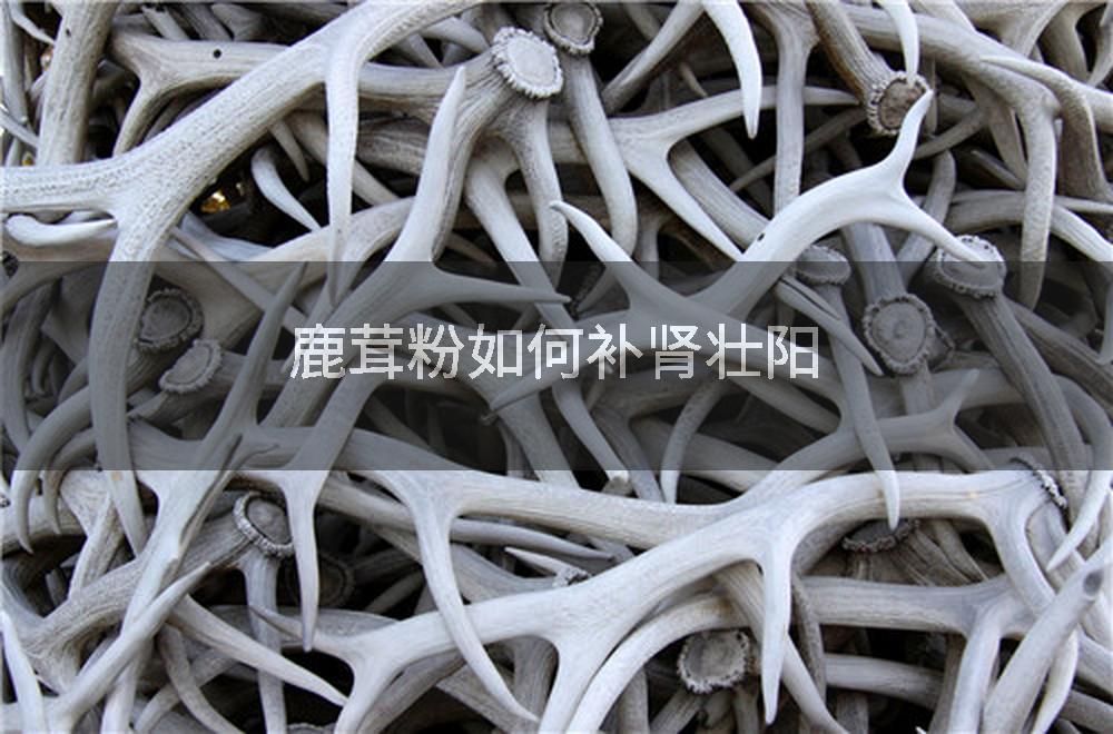 鹿茸粉如何补肾壮阳